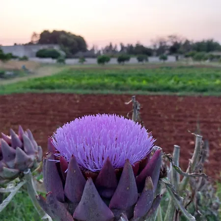 Masseria San Cosimo Country house Carpignano Salentino